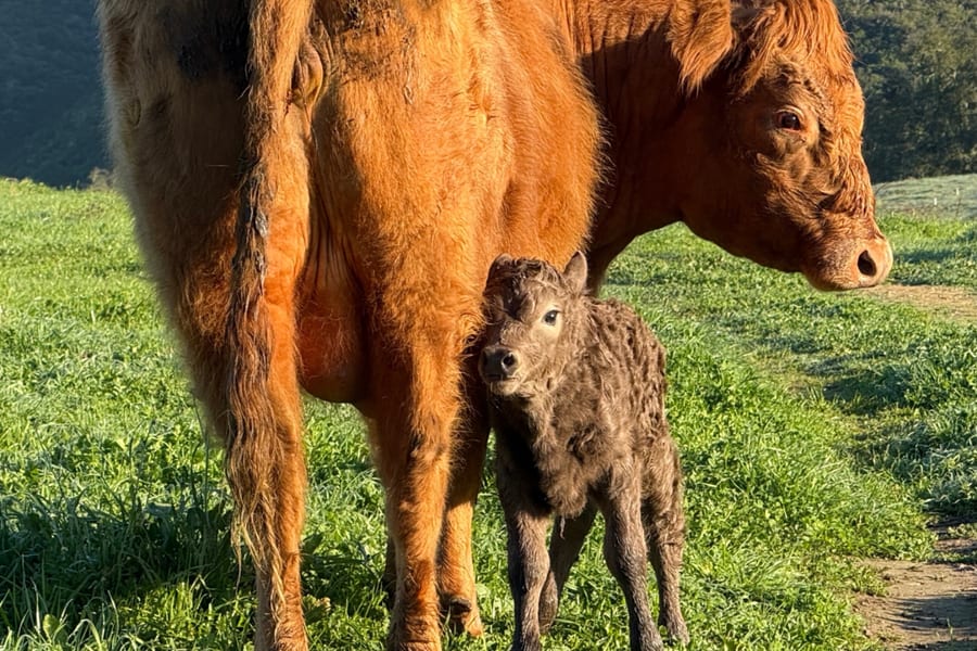 Spring calves on pasture