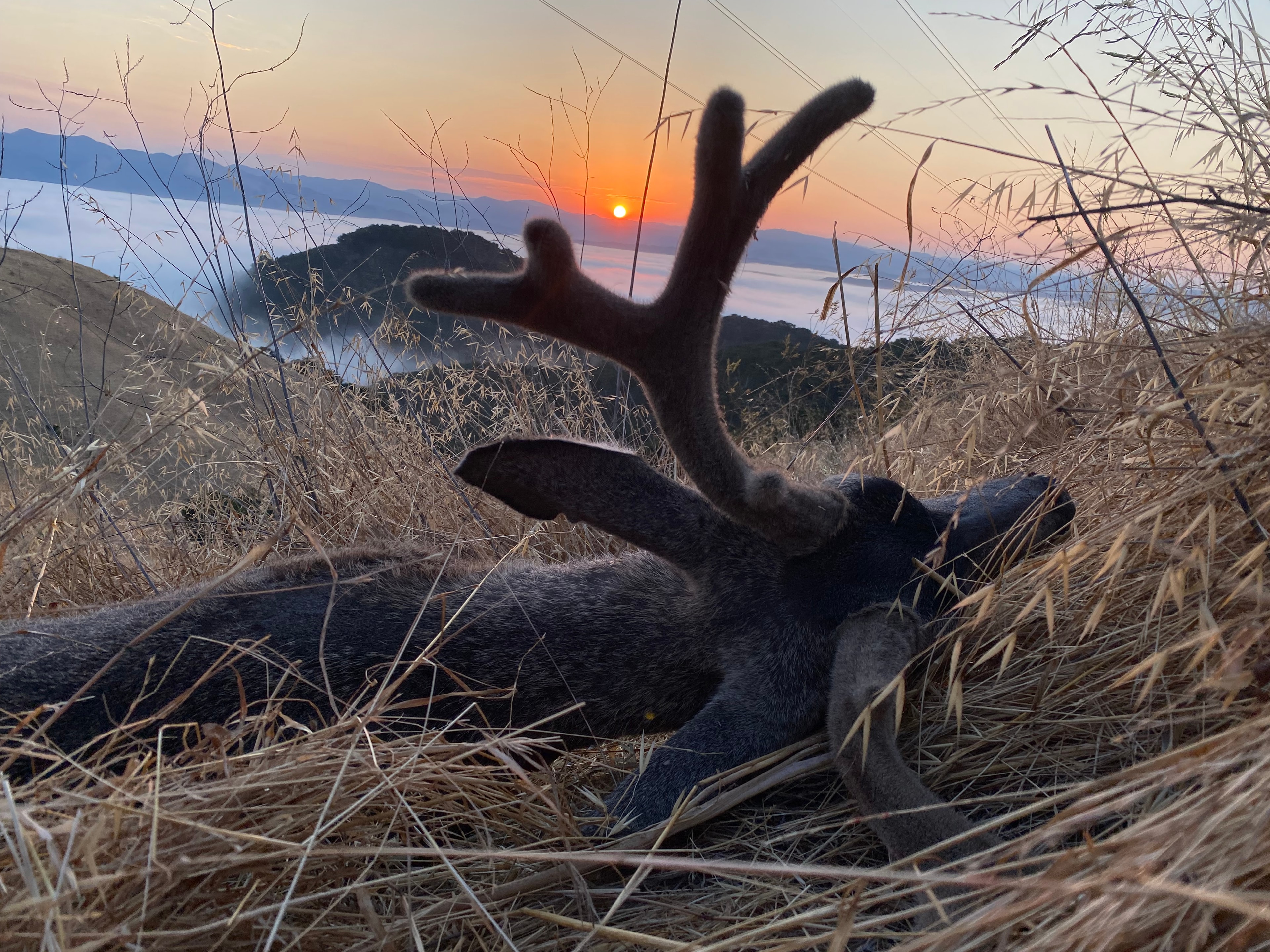 Field hunting on Zimmerman Ranch
