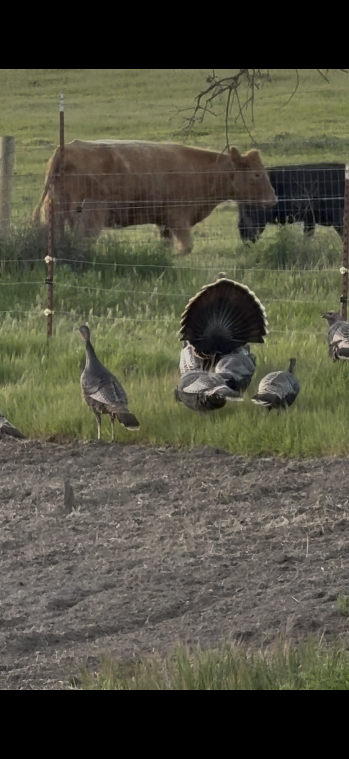Rio Grande turkey hunt