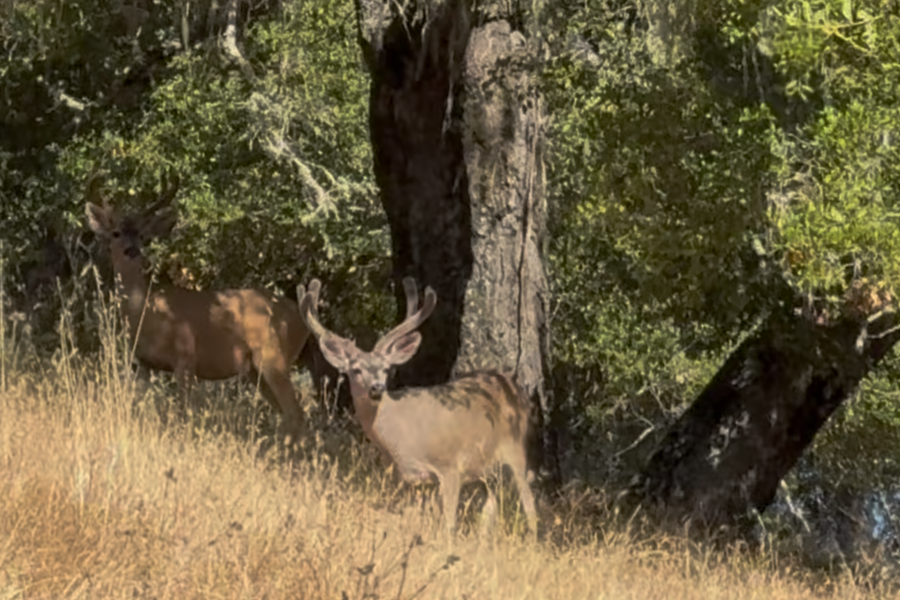 Management Deer